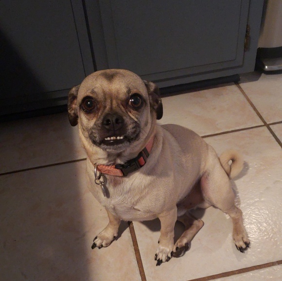 Meet your Posher, Lindsay - Picture 4 of 10